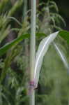 Sugarcane plumegrass